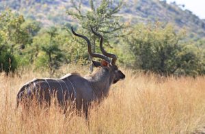 onde fazer safari perto de cape town